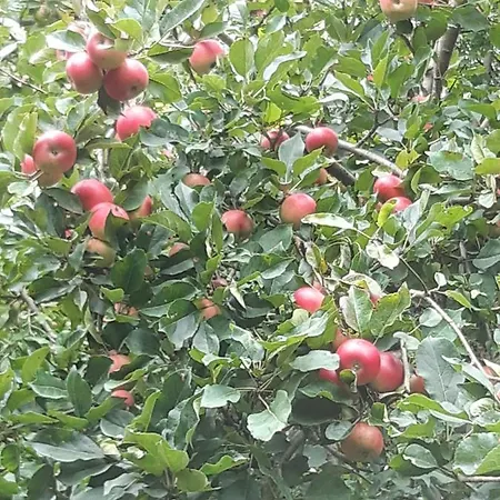 Lundtofthoj Appartamento Aabenraa